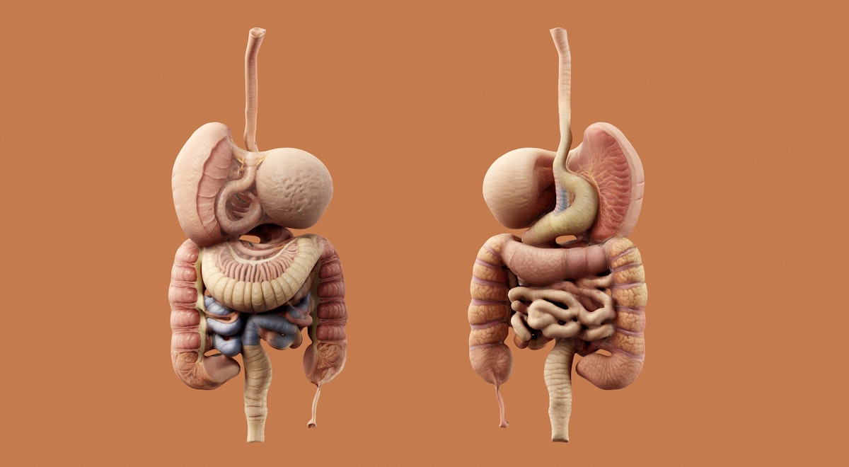 Articolo sugli alimenti per la digestione